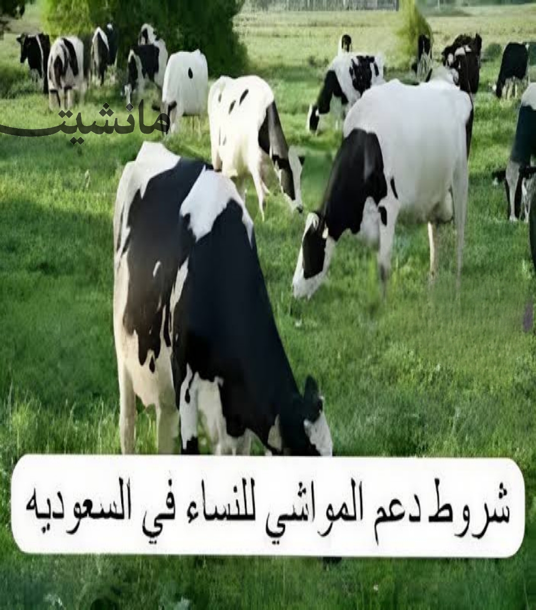 بالخطوات.. الاستعلام عن دعم المواشي وتحديث بيانات المستفيدين 1445 عبر النفاذ الوطني