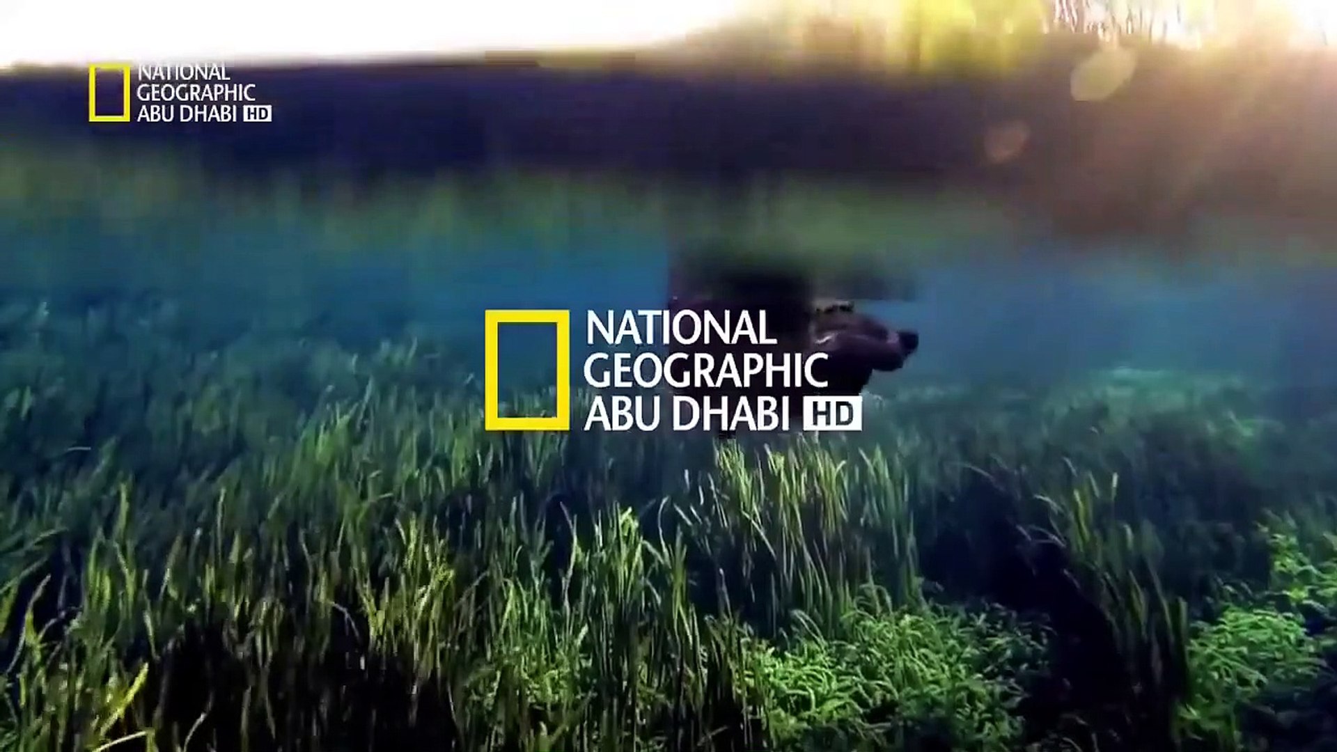 “لمتابعي الجزيرة المتمردة” .. ثبت تردد قناة ناشيونال جيوغرافيك National Geographic الجديد واستمتع بأفضل باقة من البرامج الوثائقية