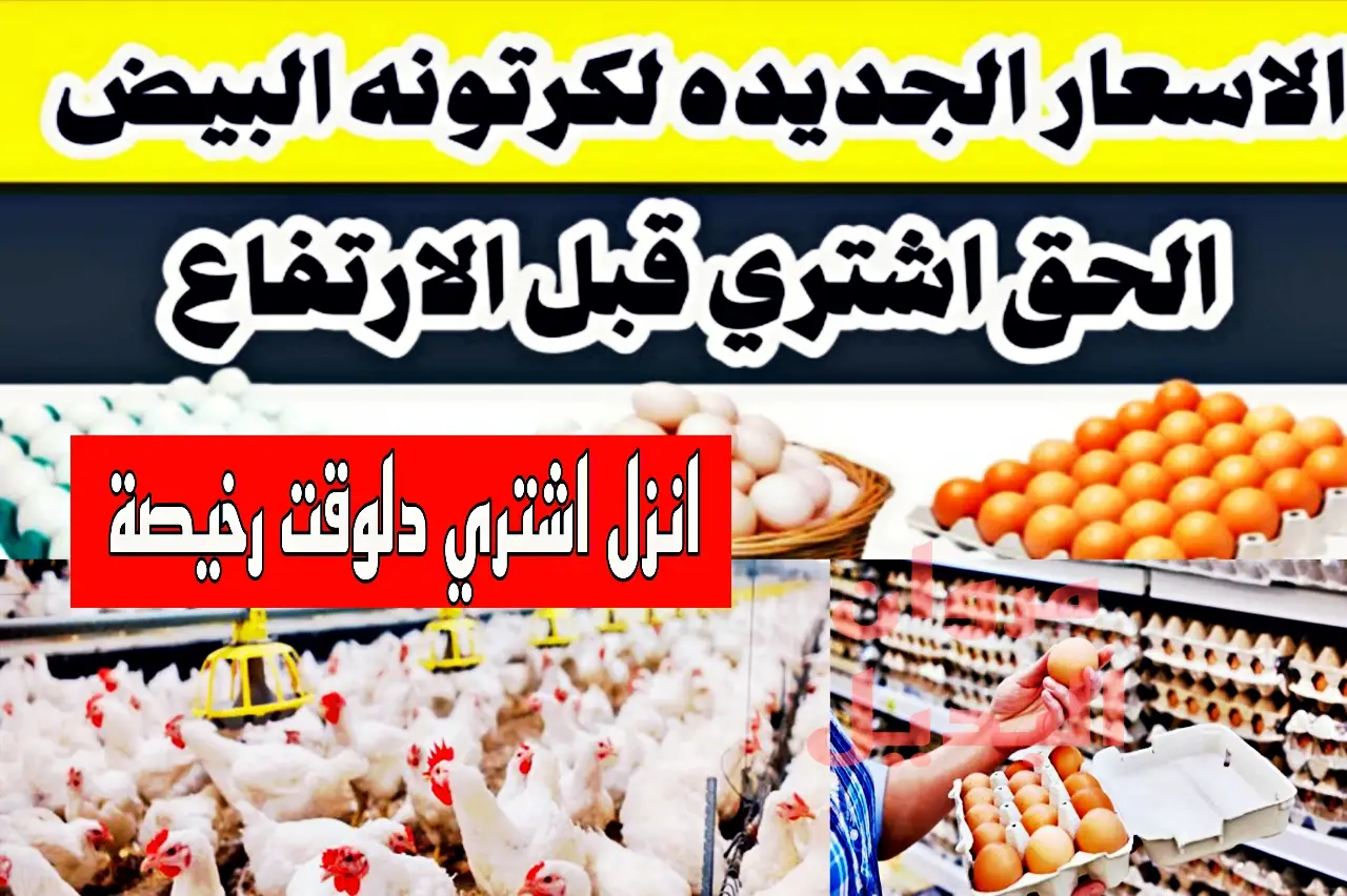 “مفاجأة كبيرة في أسعار الفراخ وانخفاض سعر البيض”.. بورصة الدواجن اليوم الاتنين 22 إبريل 2024 وسعر كرتونة البيض في الأسواق المحلية