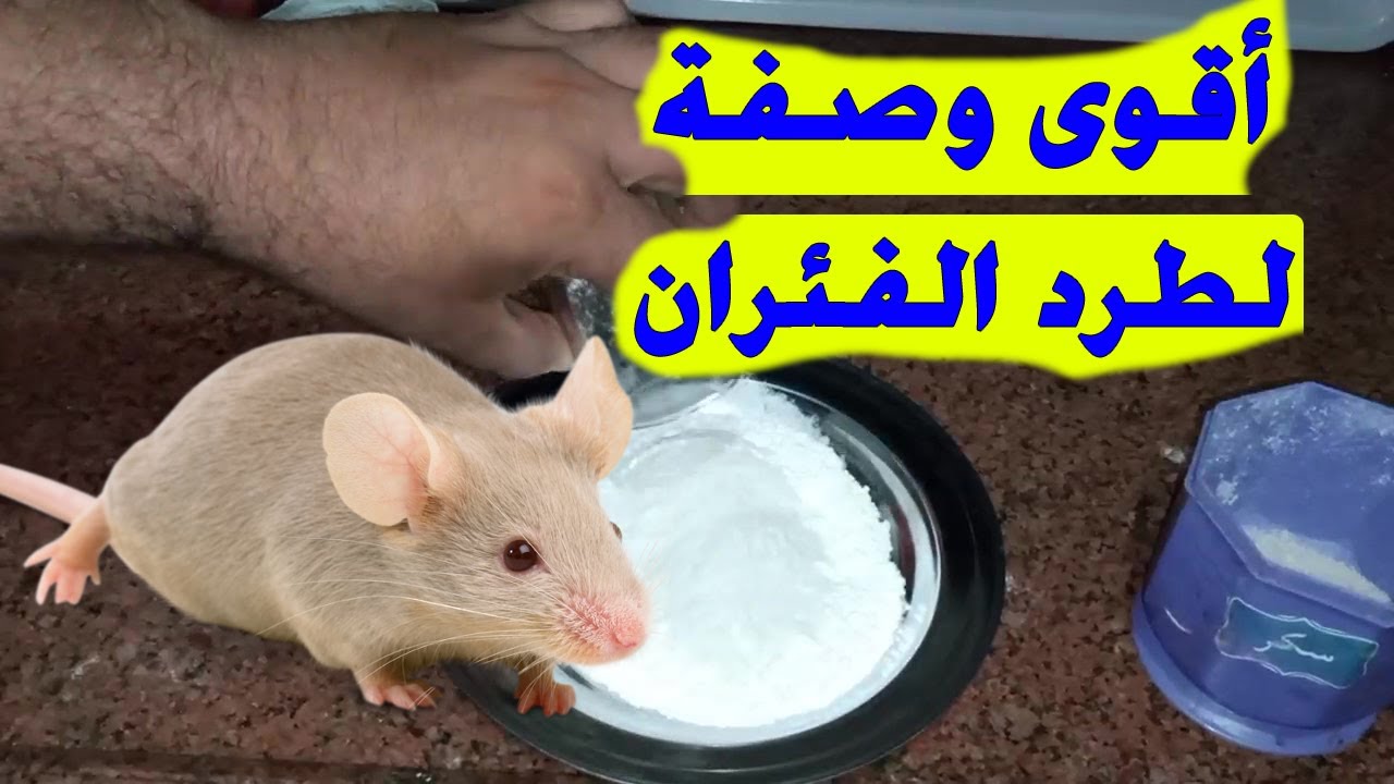 مكون قوي وفعال لطرد الفئران من البيت بدون عودة وبرشة واحدة هتختفي نهائياً