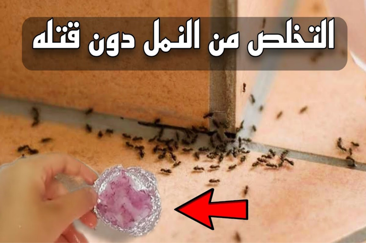 مكونات سحرية لـ التخلص من النمل نهائيا في حر الصيف بدون مبيدات.. مش هتشوفهم تاني!!