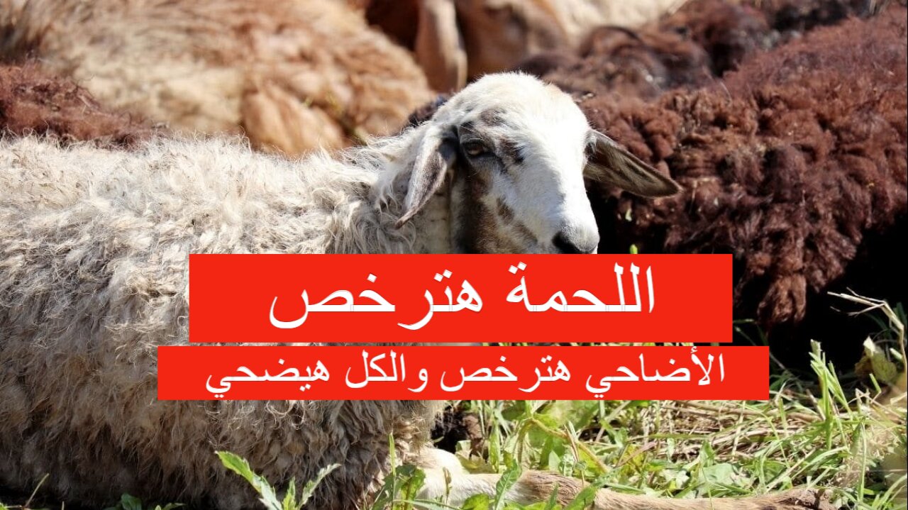 الأضاحي هترخص والكل هيضحي..  مفاجأة كبيرة في أسعار الأضاحي في الأسوق واللحوم مع اقتراب عيد الأضحى