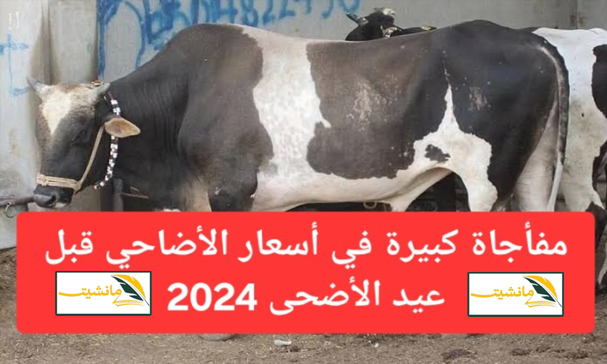 إنخفاض ملحوظ في الاسعار.. أسعار الأضاحي في مصر 2024 سعر كيلو العجول والضاني والماعز قبل عيد الاضحي 2024