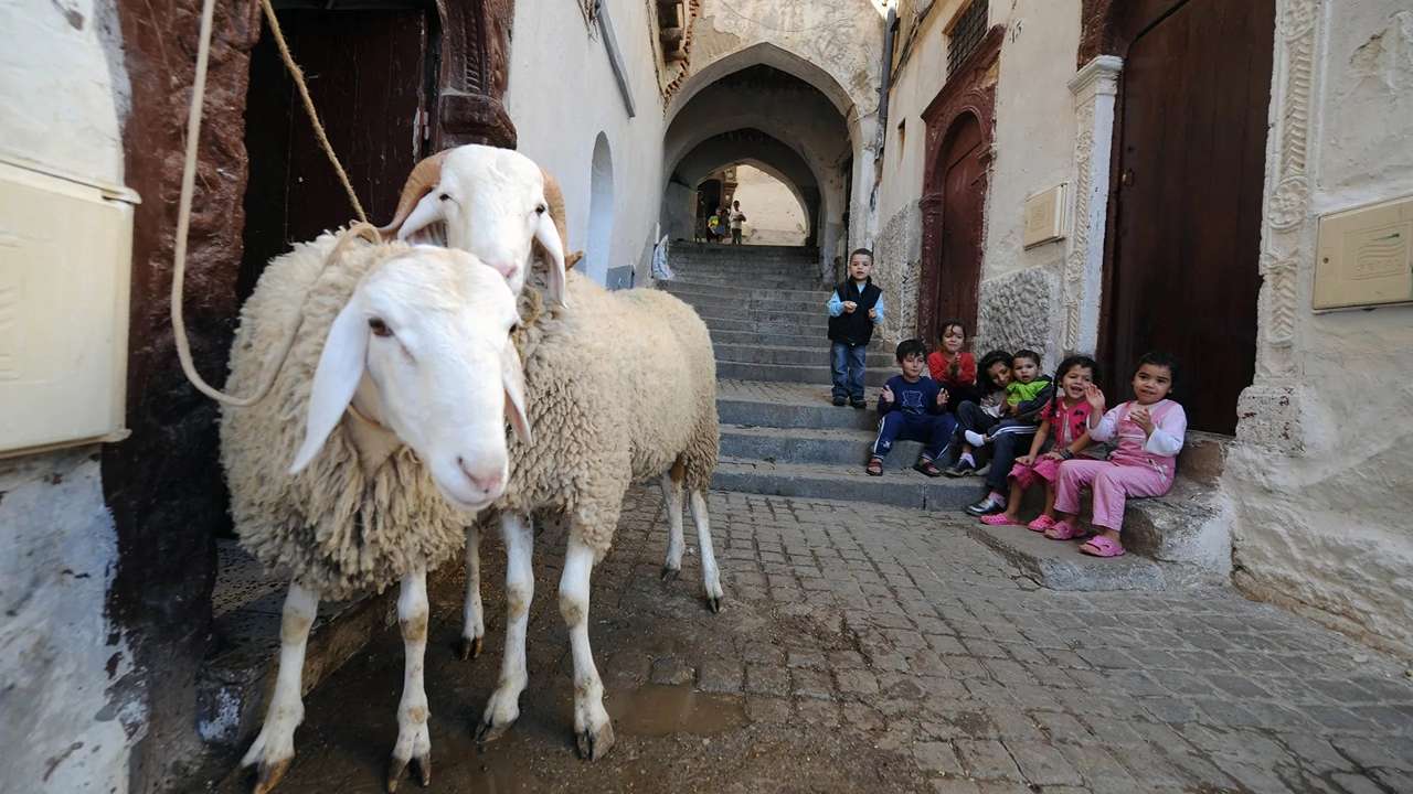 ” هتكون أمتى ” إجازة عيد الأضحى في تونس 2024 لجميع العاملين بمختلف القطاعات