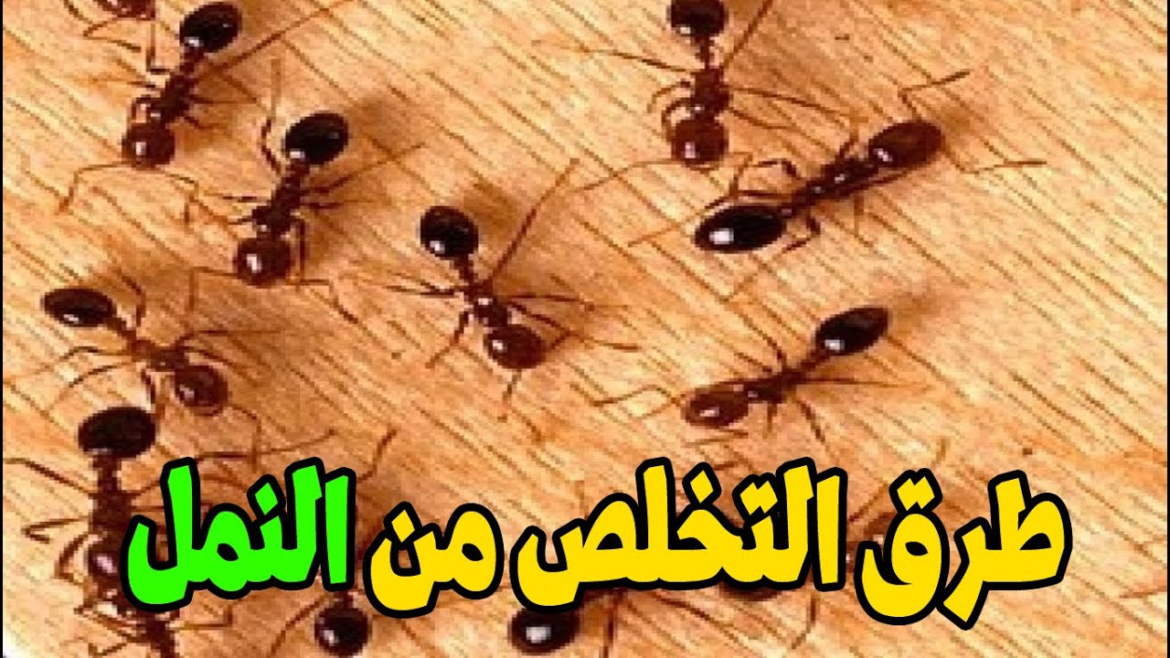 محدش هيقولك على السر دة.. طريقة التخلص من النمل الموجود بمكونات موجودة في مطبخك برشة واحدة هيختفوا تماماً ولن يعودوا مجدداً