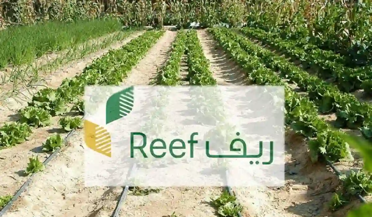 الفئات المستحقة للحصول علي دعم ريف وكيفية التسجيل في البرنامج