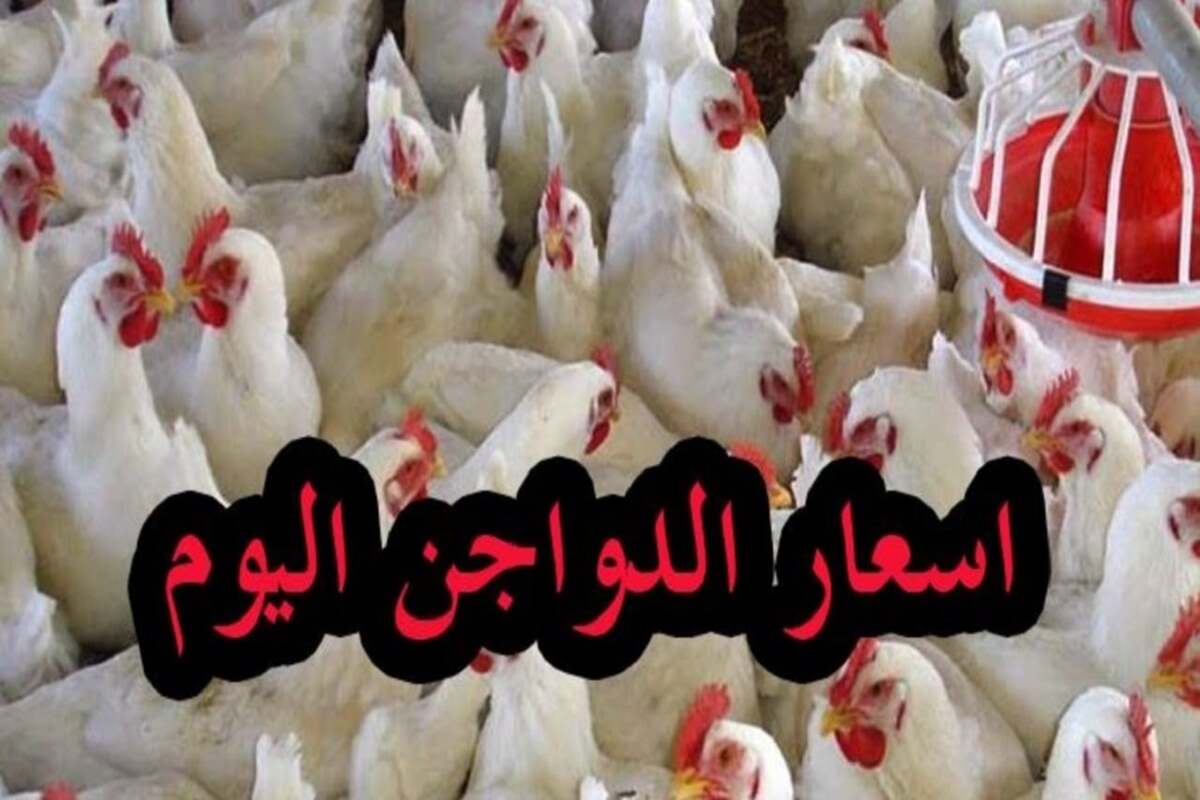 “بكام الفراخ النهاردة” بورصة الدواجن اليوم الفراخ البيضاء