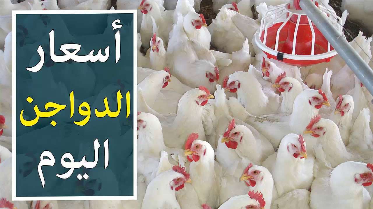 الفراخ هتوصل لكام يا ترى.. سعر الدواجن في مصر اليوم الأحد 19/5/2024 وأسعار البيض