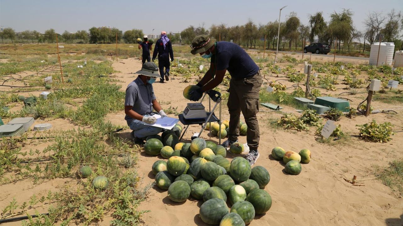 يا ترى بيستخدموه بيه؟ فوائد الرمل تحت البطيخ مش هتصدق أنو بيعمل كدا في البطيخ