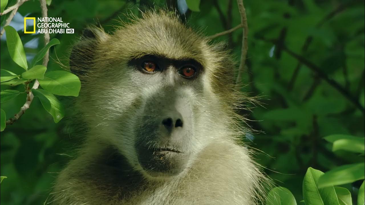 “لمحبي الظواهر الكونية الغريبة” .. إليك تردد قناة ناشيونال جيوغرافيك National Geographic الجديد على الأقمار الصناعية 2024