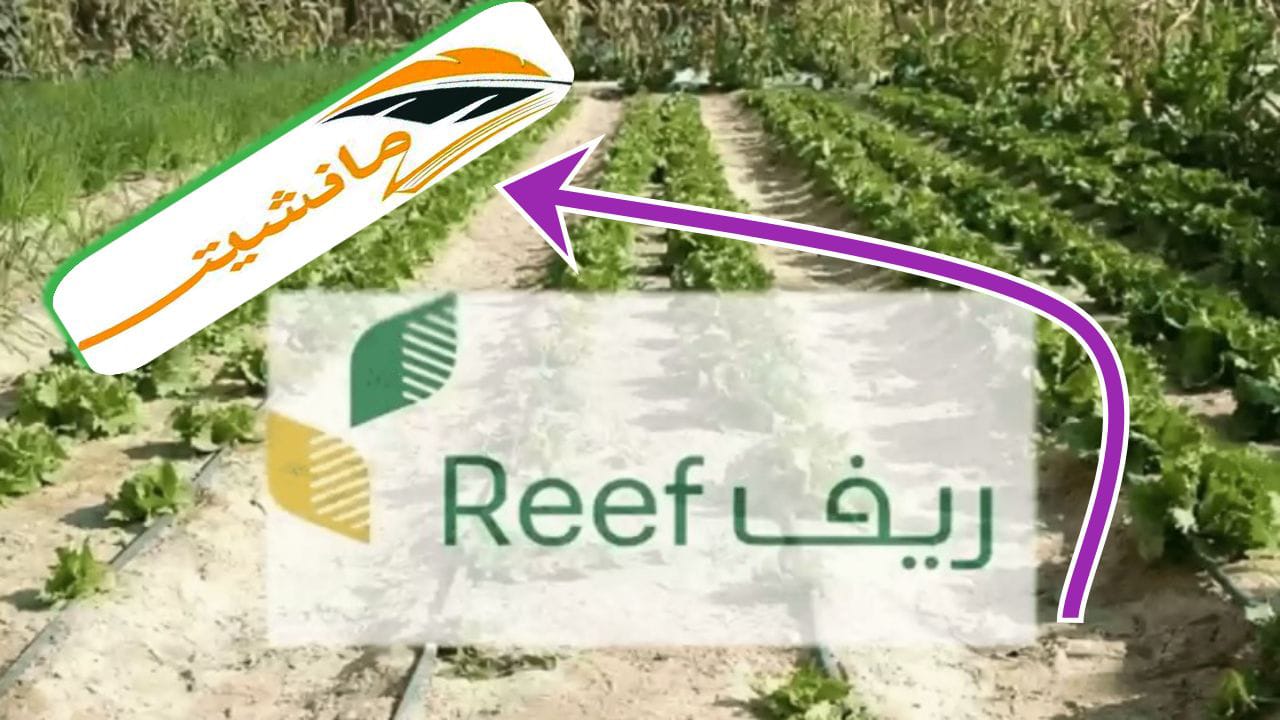 موعد صرف دعم ريف عن شهر يونيو 2024 وشروط وخطوات التسجيل في البرنامج