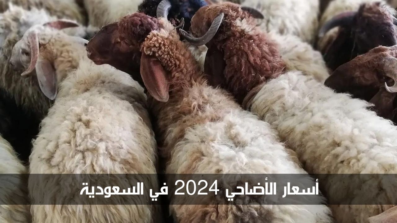 “ارتفاع كبير” أسعار الأضاحي 2024 في السعودية مع اقتراب عيد الأضحى المبارك