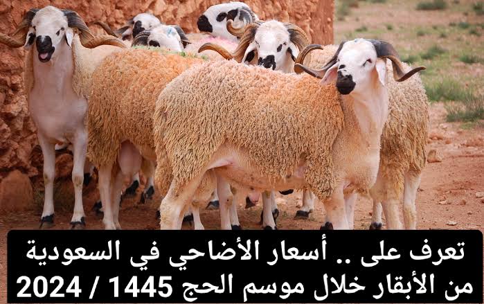 كم أسعار الأضاحي في الرياض والدمام 1445 – 2024.. ونصائح عند الشراء