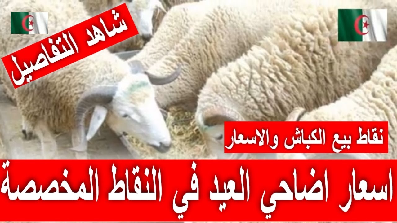 الحكومة الجزائرية تحدد.. نقاط بيع الكباش فى الجزائر العاصمه