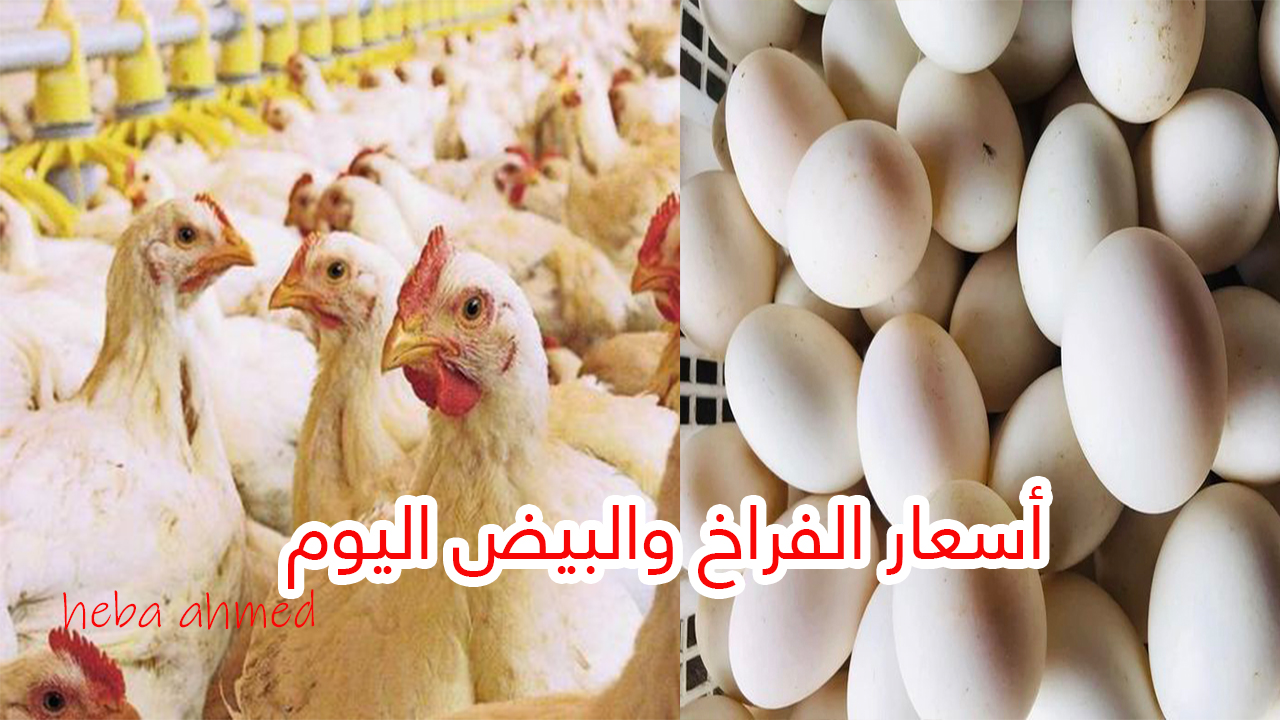 بكام الدواجن النهاردة… سعر الفراخ اليوم السبت 31 أغسطس 2024 في المزرعة والأسواق للمستهلكين