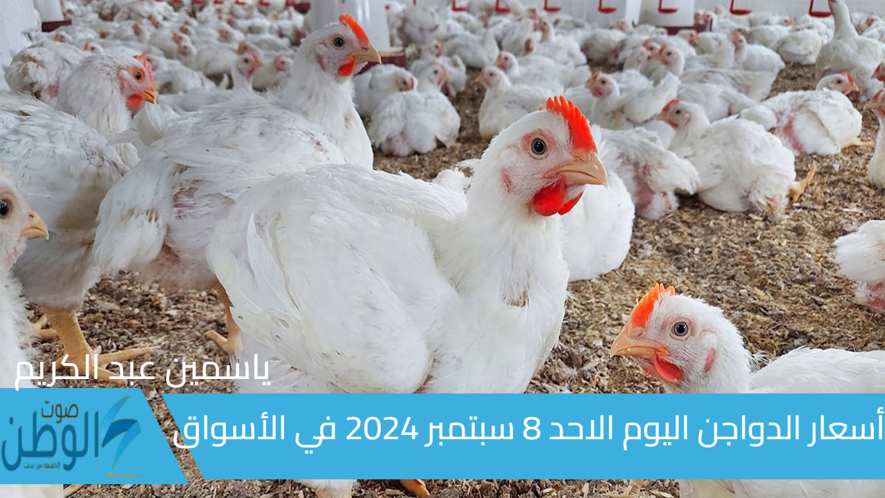 بكام  (الأبيض والبلدي) .. أسعار الدواجن اليوم الاحد 8 سبتمبر 2024 سعر الفراخ البيضاء في الأسواق المصرية