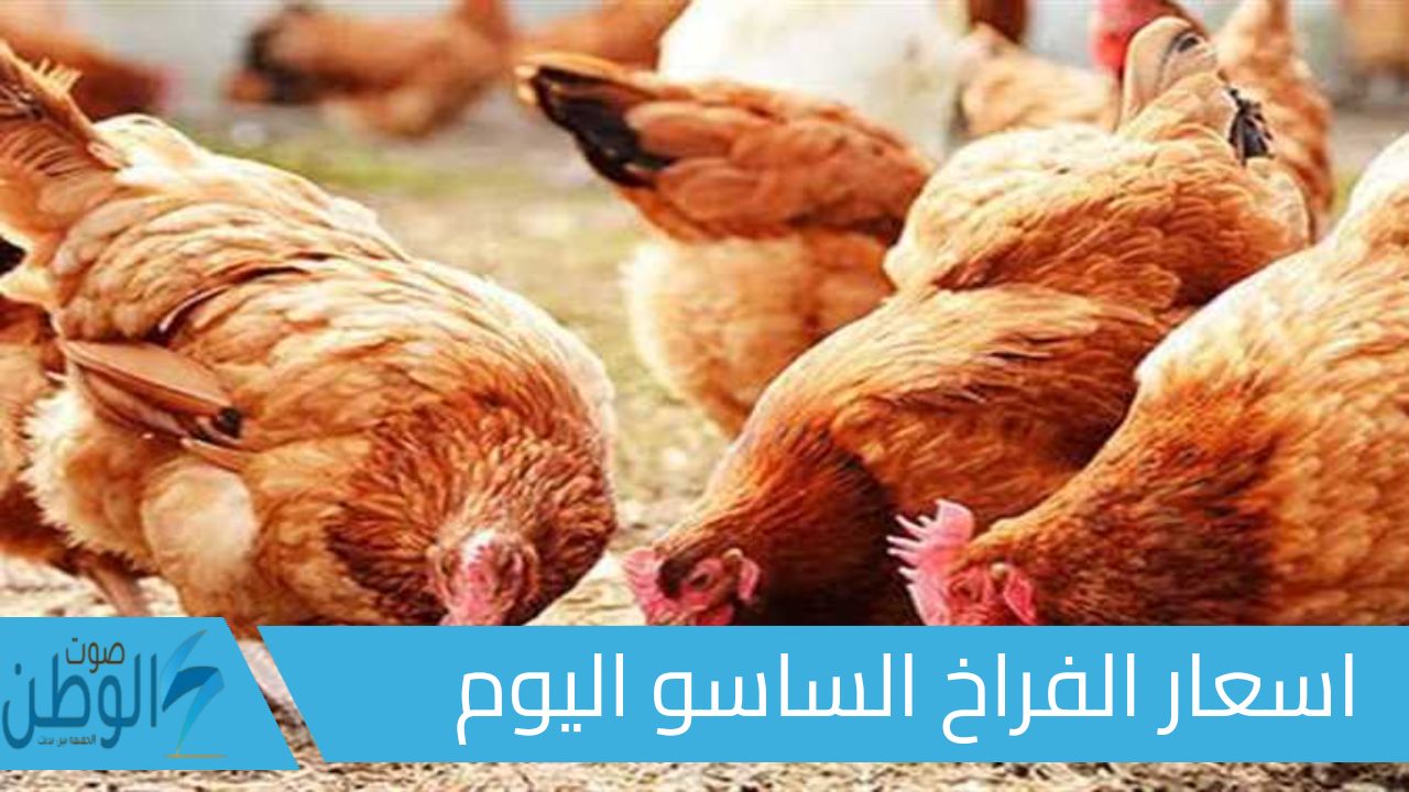 اسعار الفراخ الساسو اليوم 