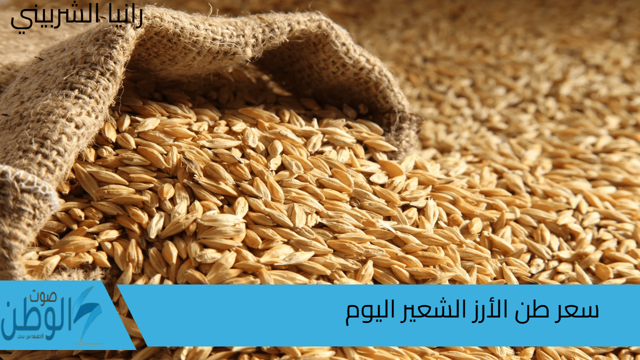 “بكام العريض والرفيع” سعر طن الأرز الشعير اليوم الجمعة 6/9/2024 في الأسواق المصرية